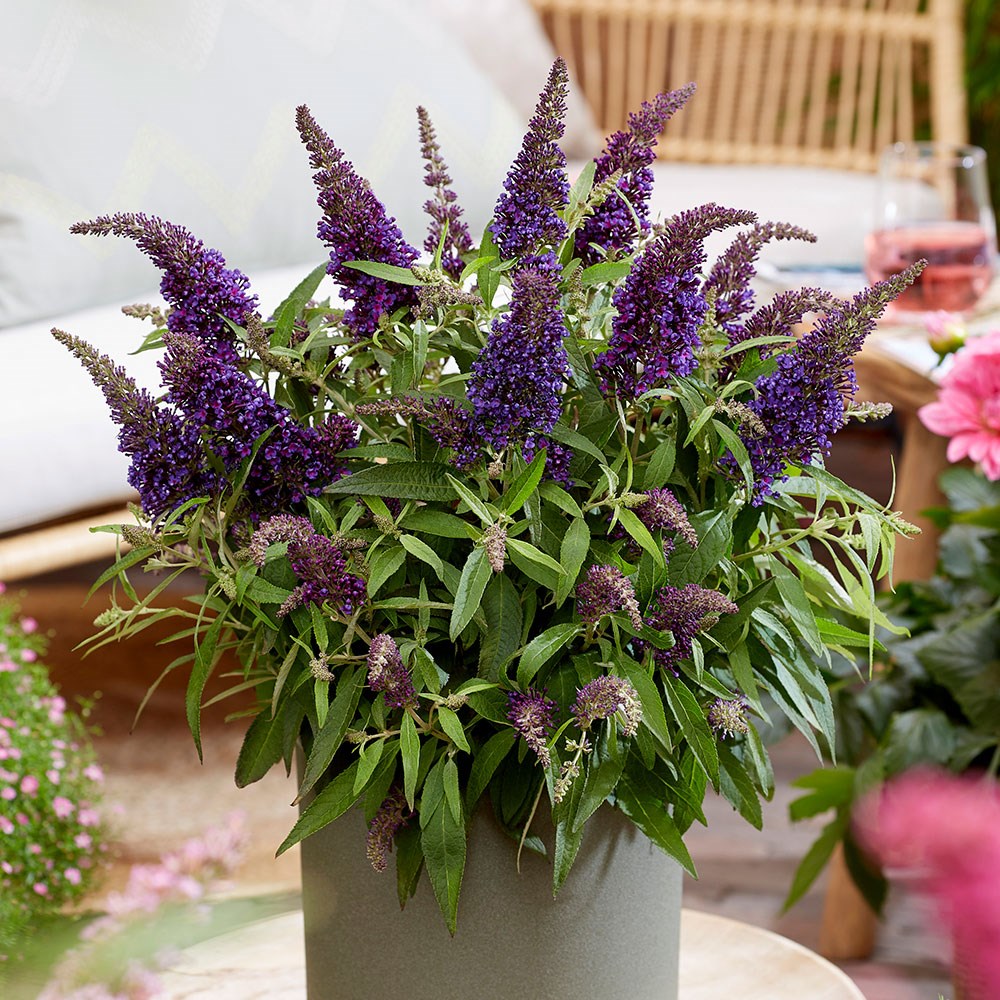 <i>Buddleja</i> <b class=small-caps>Little Purple </b> (’BotEx 001’) (PBR) (Butterfly Candy Series)