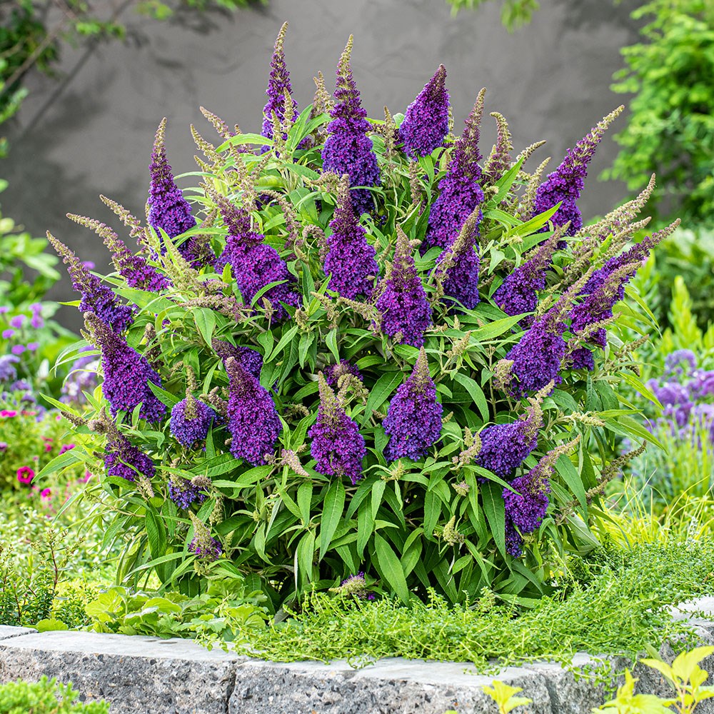 <i>Buddleja</i> <b class=small-caps>Little Purple </b> (’BotEx 001’) (PBR) (Butterfly Candy Series)