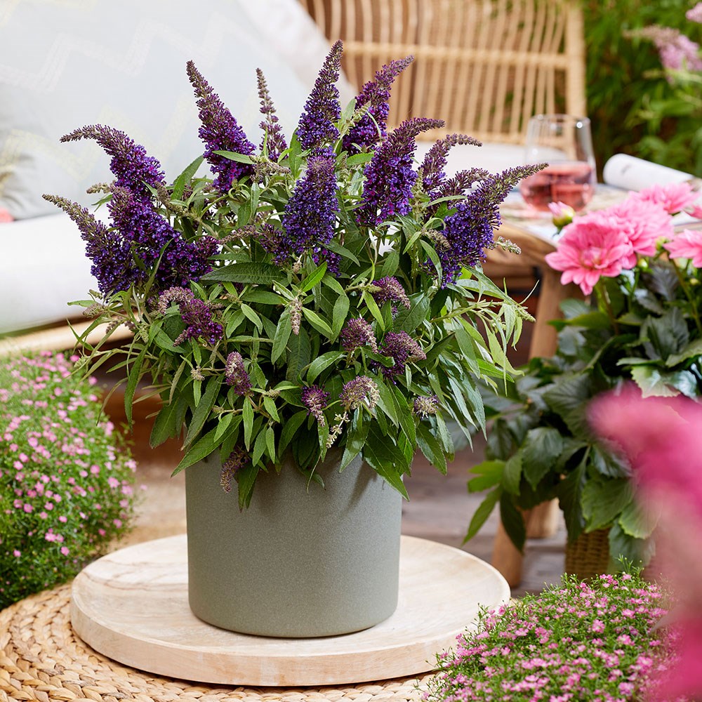 <i>Buddleja</i> <b class=small-caps>Little Purple </b> (’BotEx 001’) (PBR) (Butterfly Candy Series)