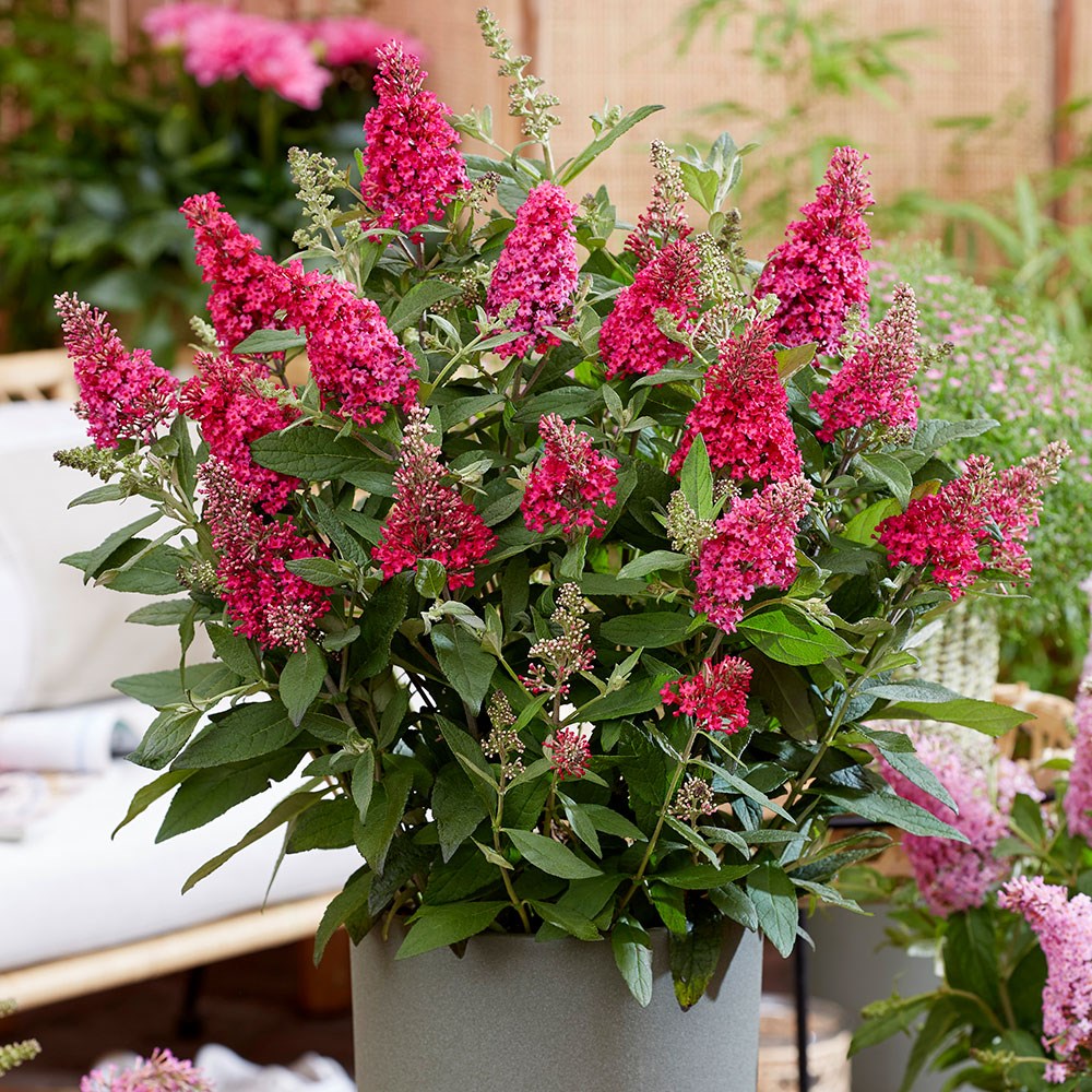 <i>Buddleja</i> <b class=small-caps>Little Ruby </b> ('BotEx 006') (PBR) (Butterfly Candy Series)