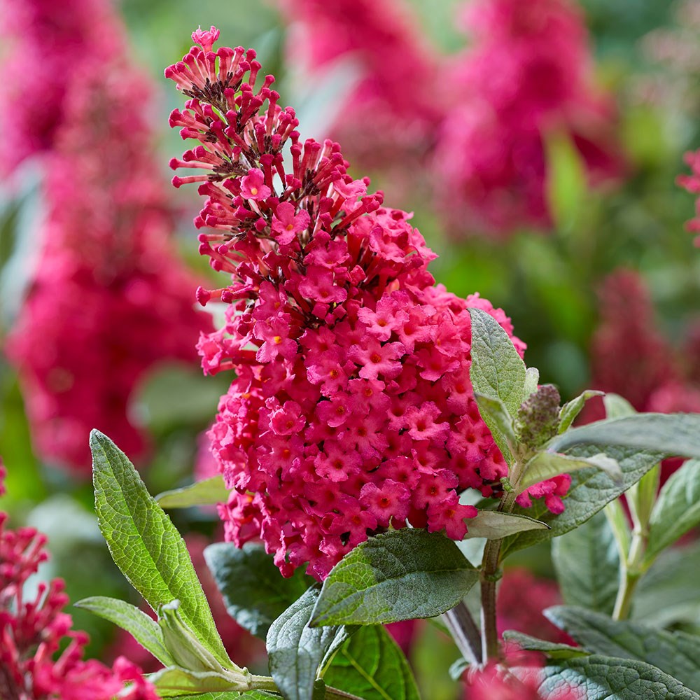<i>Buddleja</i> <b class=small-caps>Little Ruby </b> ('BotEx 006') (PBR) (Butterfly Candy Series)