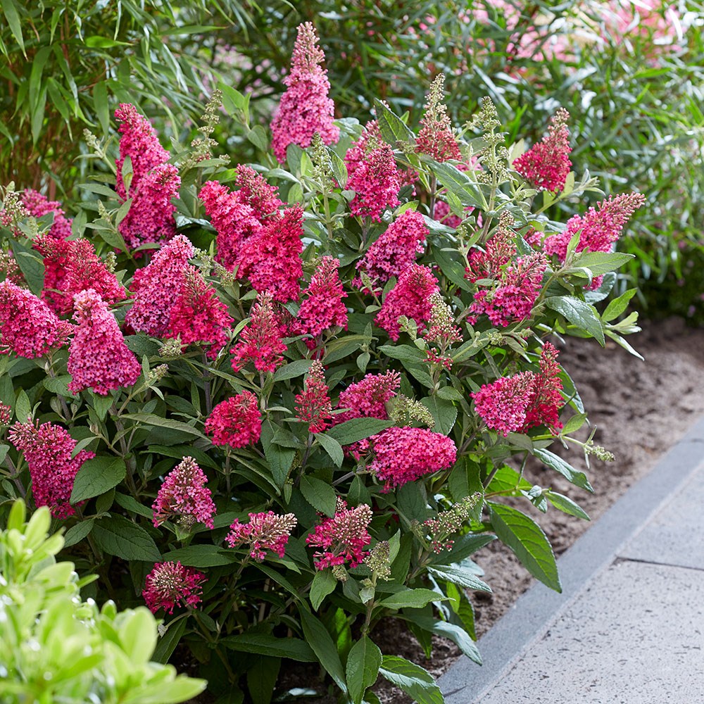 <i>Buddleja</i> <b class=small-caps>Little Ruby </b> ('BotEx 006') (PBR) (Butterfly Candy Series)