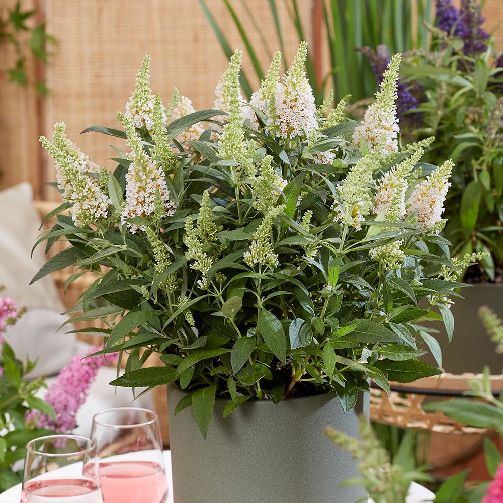 <i>Buddleja</i> <b class=small-caps>Little White </b> (’BotEx 003’) (PBR) (Butterfly Candy Series)