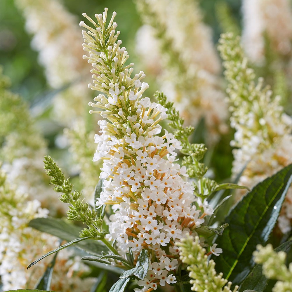<i>Buddleja</i> <b class=small-caps>Little White </b> (’BotEx 003’) (PBR) (Butterfly Candy Series)