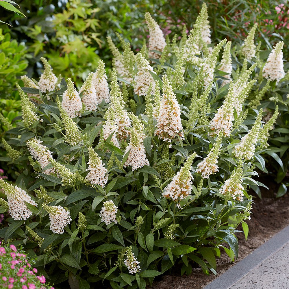 <i>Buddleja</i> <b class=small-caps>Little White </b> (’BotEx 003’) (PBR) (Butterfly Candy Series)