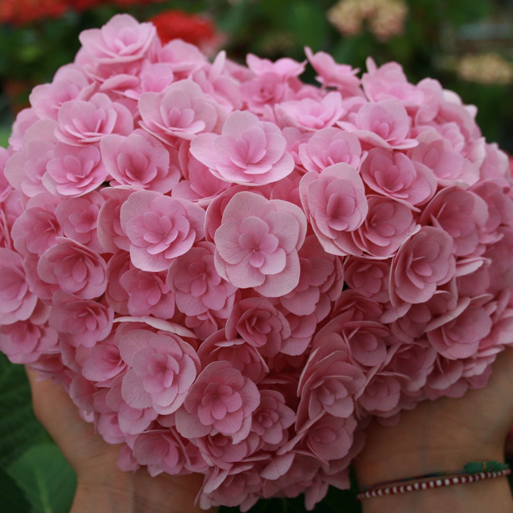 <i>Hydrangea macrophylla</i> <b class=small-caps>Love</b> ('Youme H1917') (PBR)