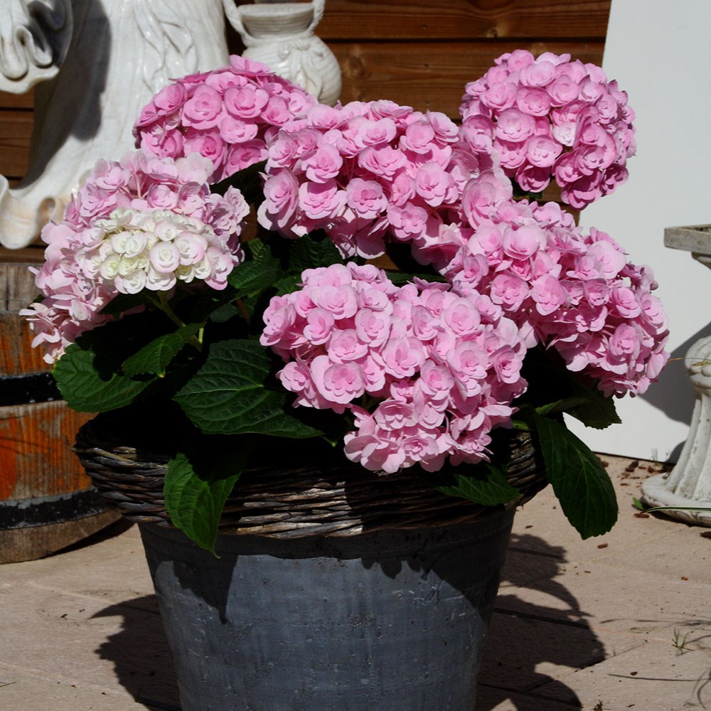 <i>Hydrangea macrophylla</i> <b class=small-caps>Love</b> ('Youme H1917') (PBR)