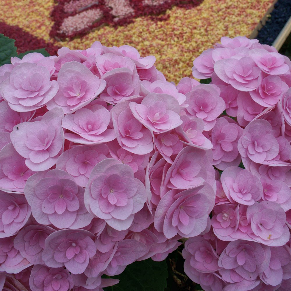 <i>Hydrangea macrophylla</i> <b class=small-caps>Love</b> ('Youme H1917') (PBR)