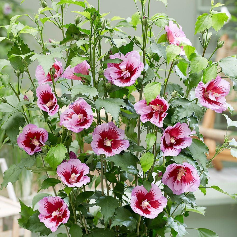 <i>Hibiscus syriacus</i> 'Gandini Santiago' (PBR)
