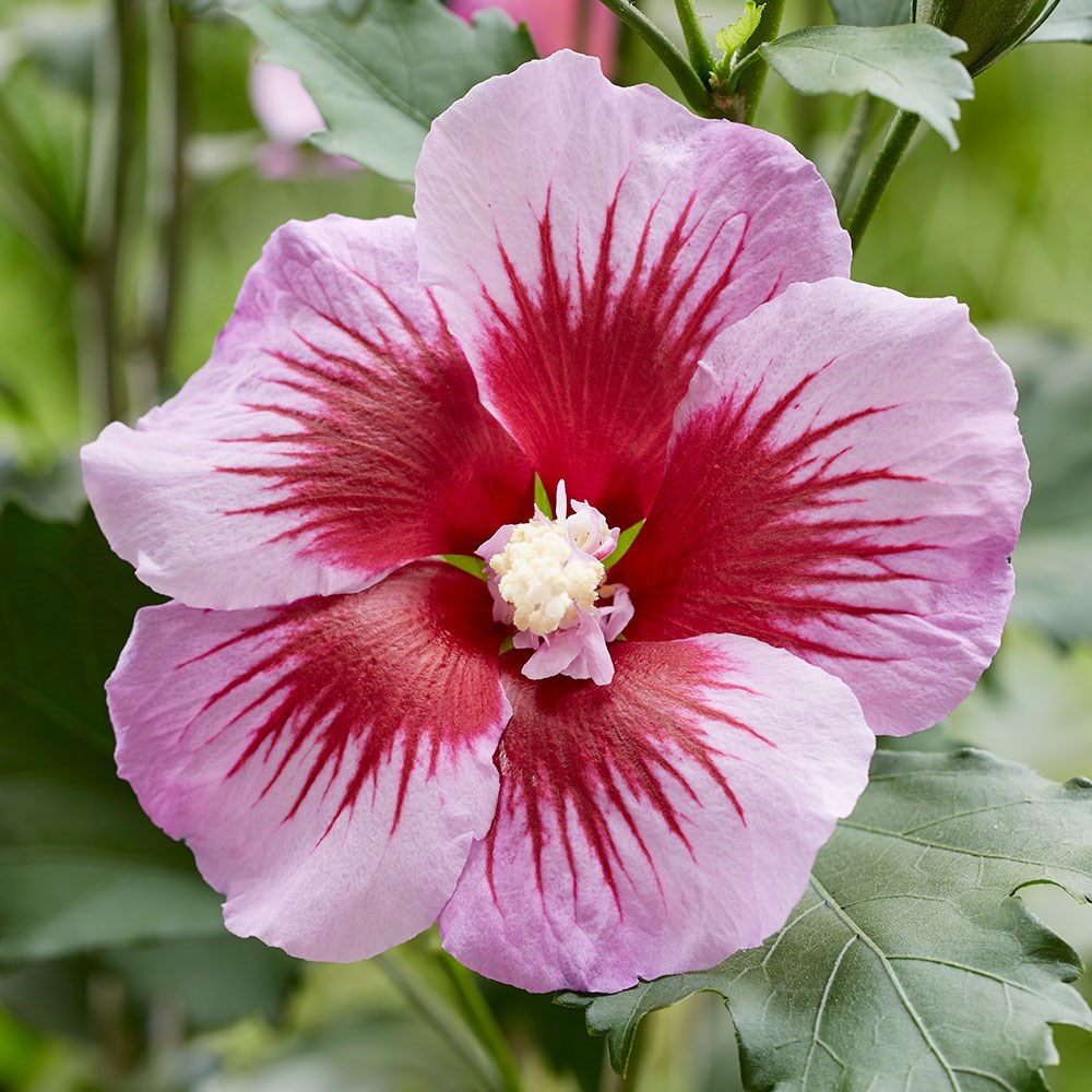 <i>Hibiscus syriacus</i> 'Gandini Santiago' (PBR)