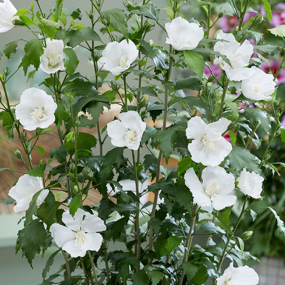 <i>Hibiscus syriacus</i> <b class=small-caps>Flower Tower White</b> ('Gandini van Aart') (PBR)