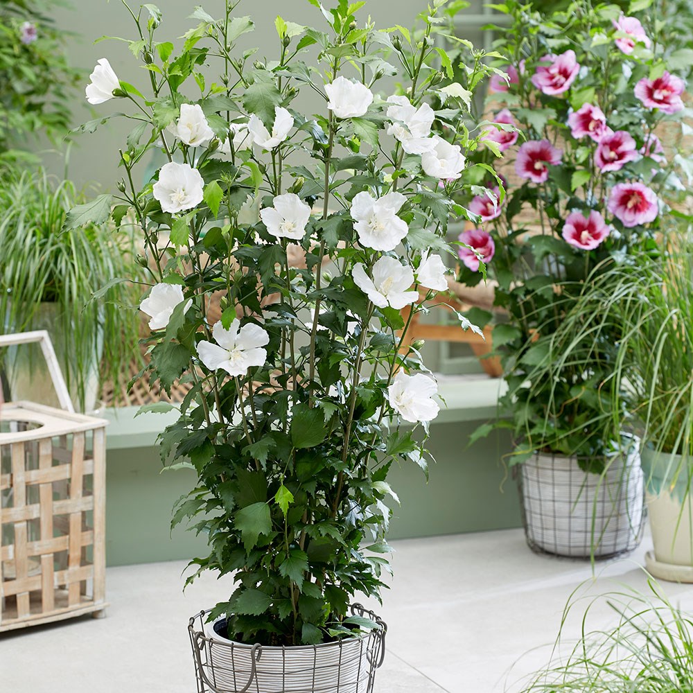 <i>Hibiscus syriacus</i> <b class=small-caps>Flower Tower White</b> ('Gandini van Aart') (PBR)