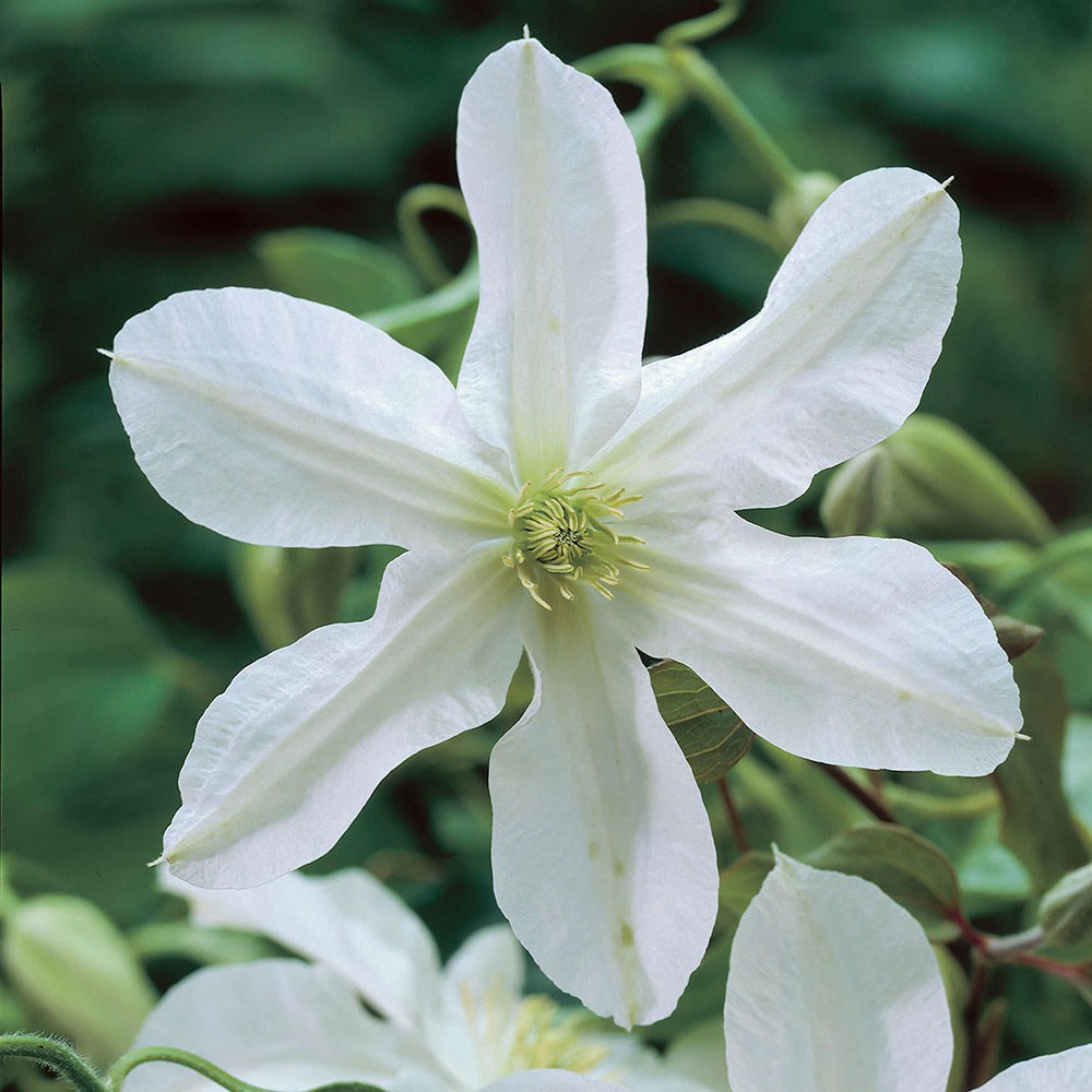 <i>Clematis</i> 'John Huxtable'