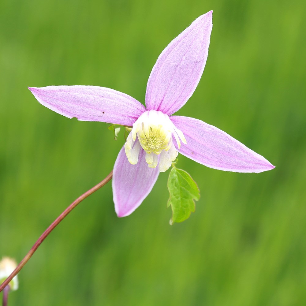 <i>Clematis</i> 'Willy'