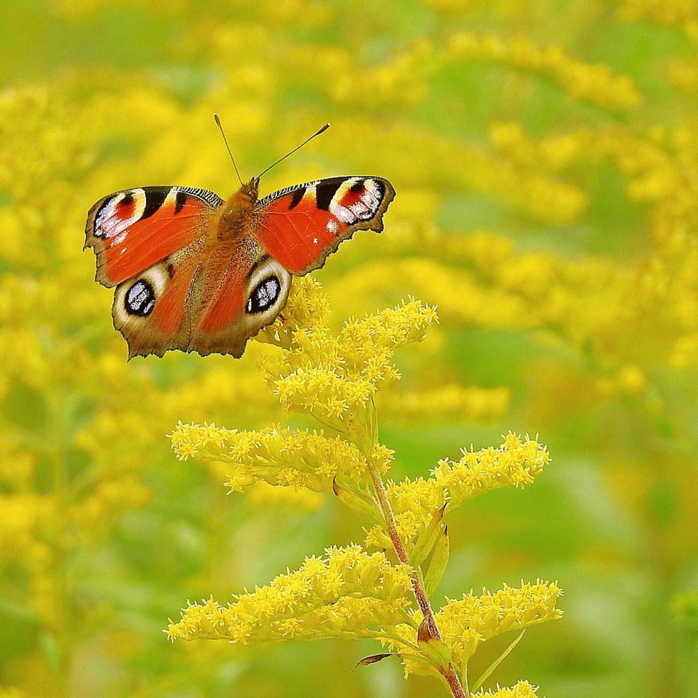 <i>Solidago</i> 'Goldkind'
