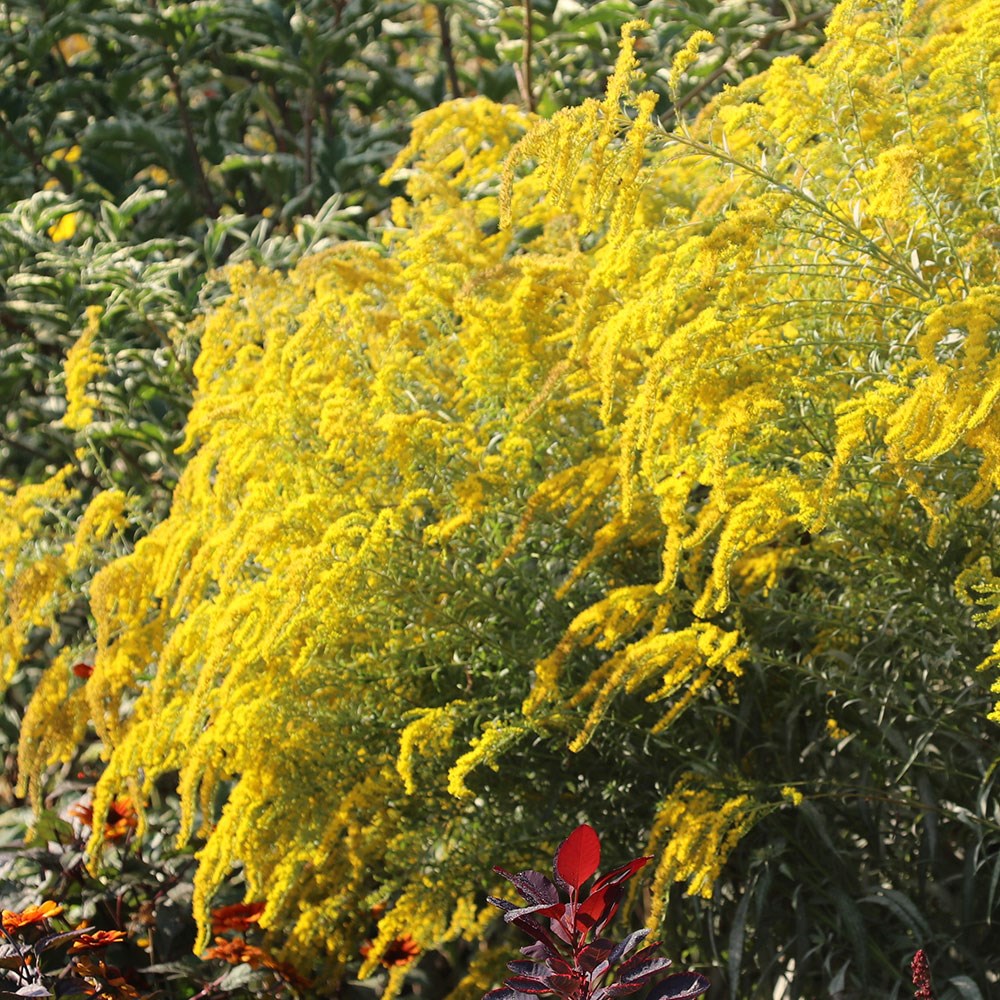 <i>Solidago</i> 'Goldkind'