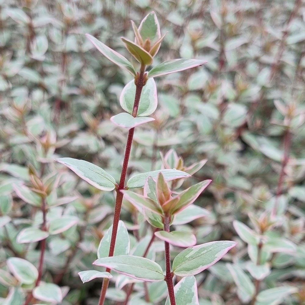 <i>Ugni molinae</i> 'Flambeau'