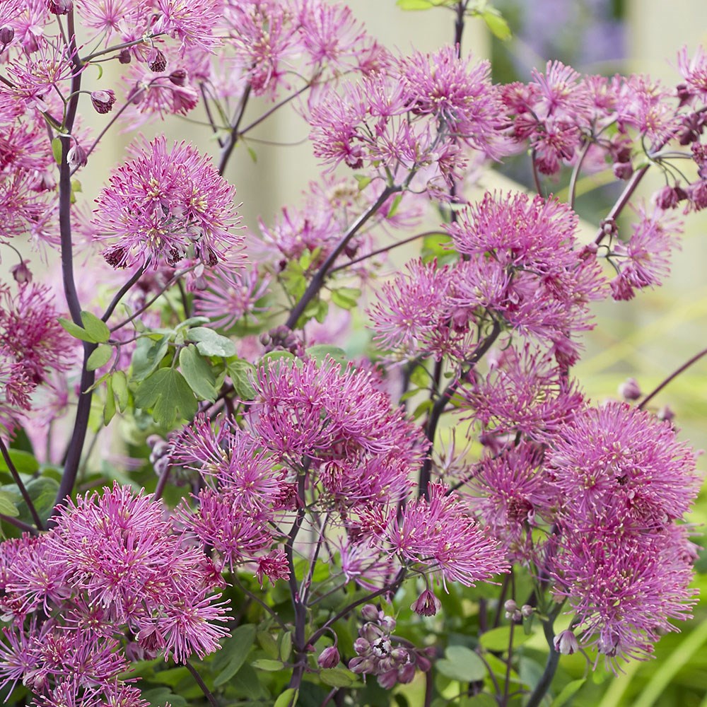 <i>Thalictrum</i> 'Little Pinkie' (Censation Series)