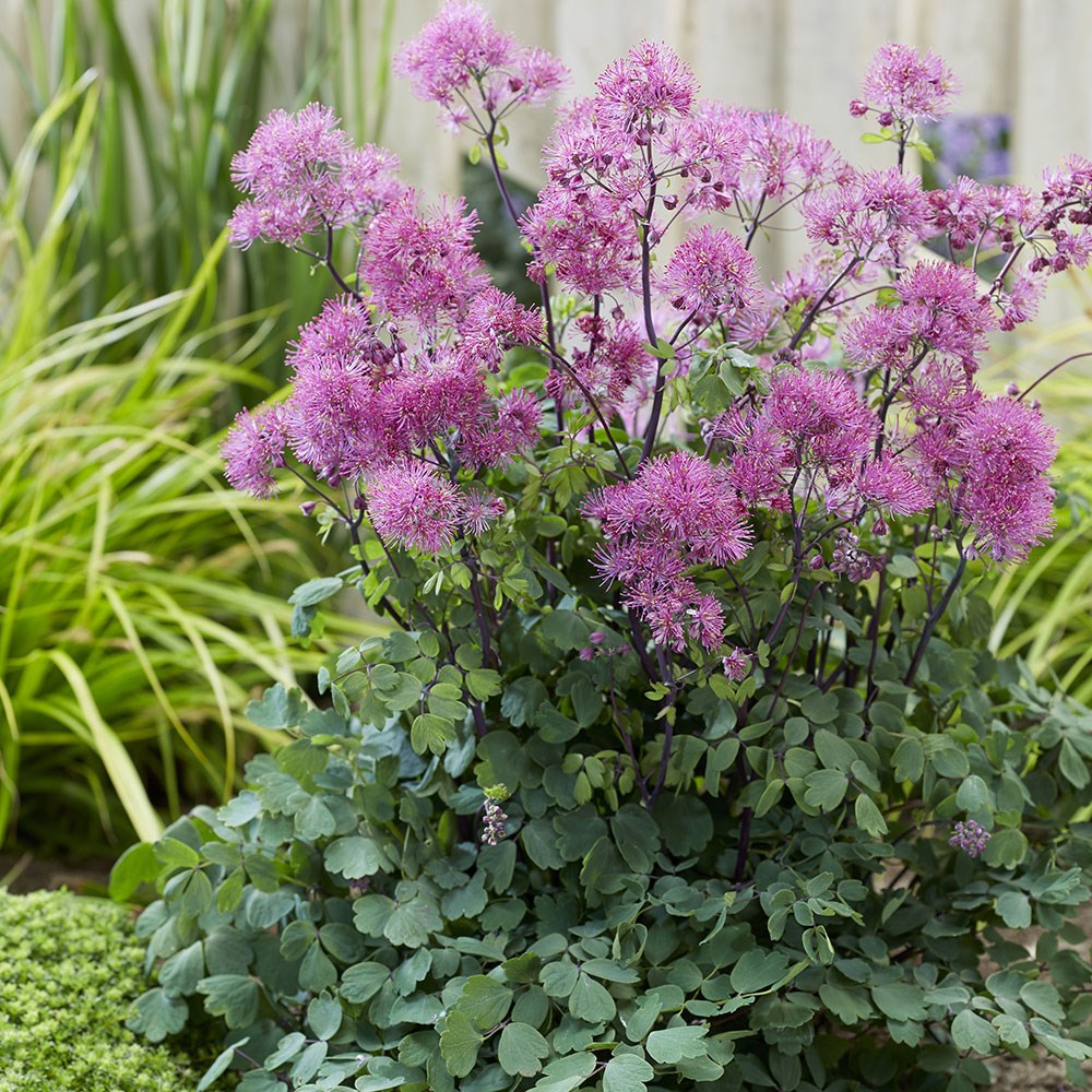 <i>Thalictrum</i> 'Little Pinkie' (Censation Series)