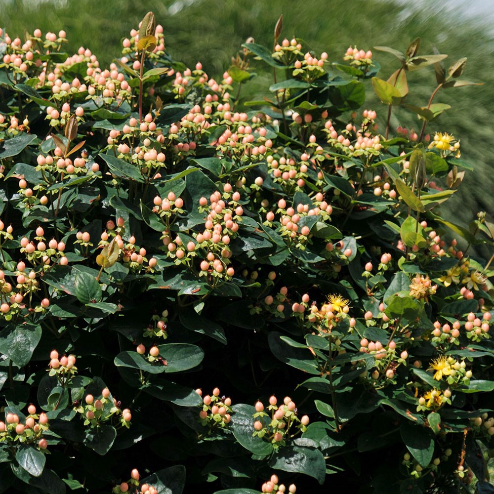 <i>Hypericum</i> × <i>inodorum</i> <b class=small-caps>Magical Beauty</b> ('Kolmbeau') (PBR)