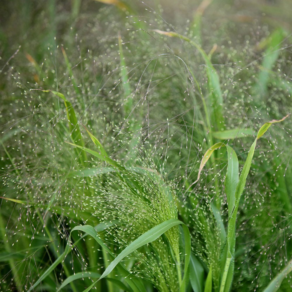 <i>Panicum capillare</i> 'Sparkling Fountain'