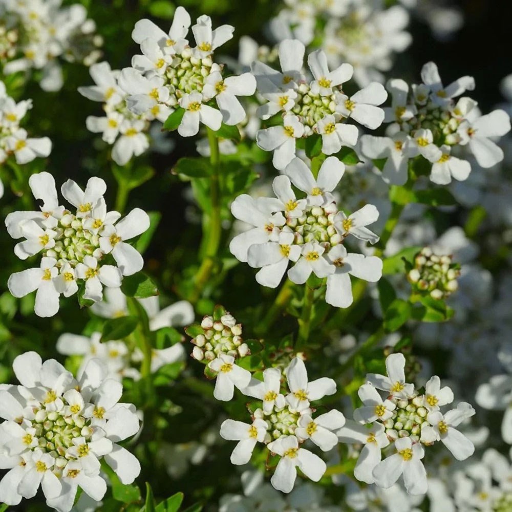 <i>Iberis sempervirens</i> 'Appen-Etz'