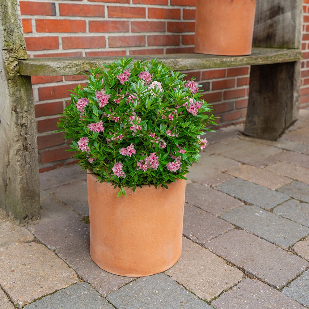 <i>Rhododendron</i> <b class=small-caps>Bloombux Magenta</b> ('Microhirs9') (PBR) (Inkarho)