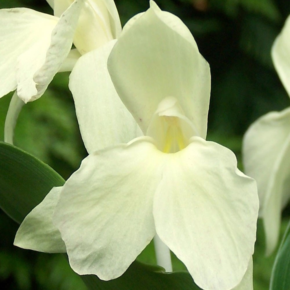 <i>Roscoea</i> 'Harvington Raw Silk'