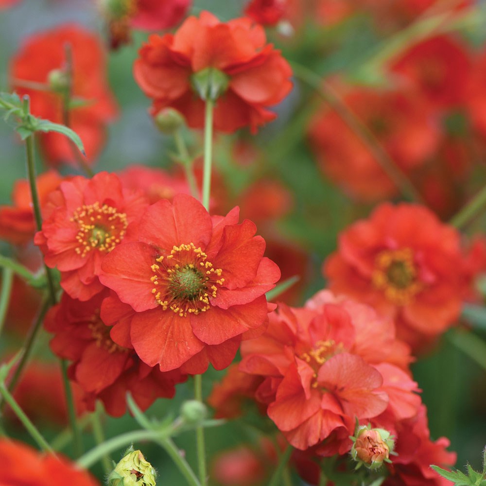 <i>Geum</i> 'Blazing Sunset'