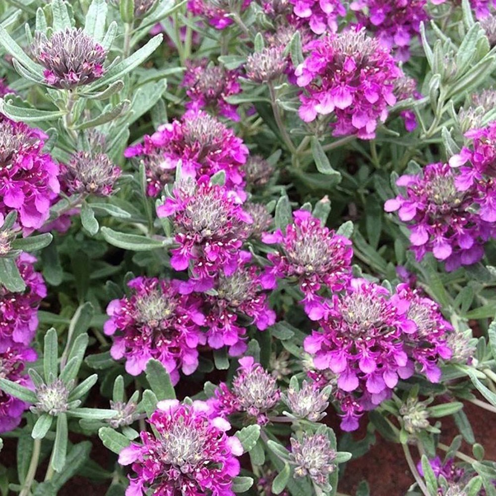 <I>Teucrium ackermannii</i> hort.