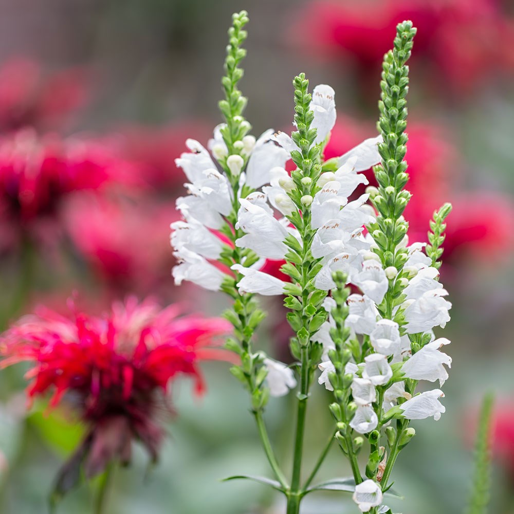 <i>Physostegia virginiana</i> 'Crystal Peak White'