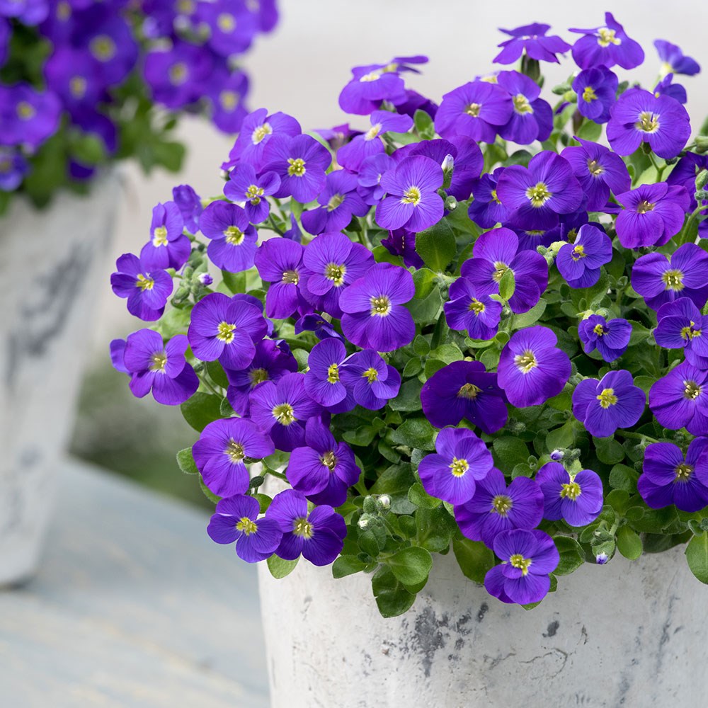 <i>Aubrieta gracilis</i> 'Kitte Blue'