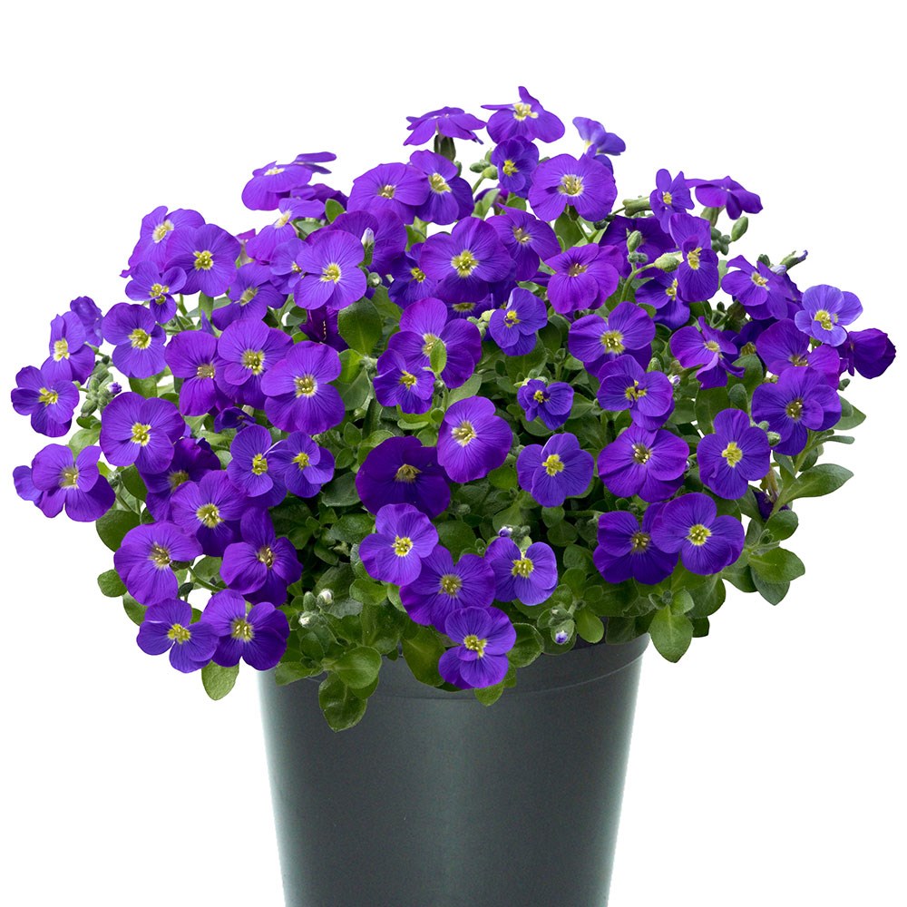 <i>Aubrieta gracilis</i> 'Kitte Blue'