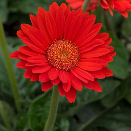 Gerbera Sweet Glow ('Garglow') (PBR) (Garvinea Sweet Series)