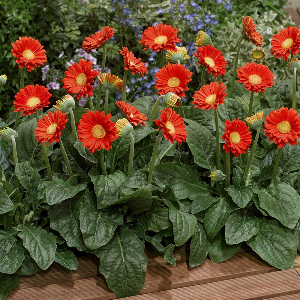 <i>Gerbera</i> <b class=small-caps>Sweet Glow</b> ('Garglow') (PBR) (Garvinea Sweet Series)