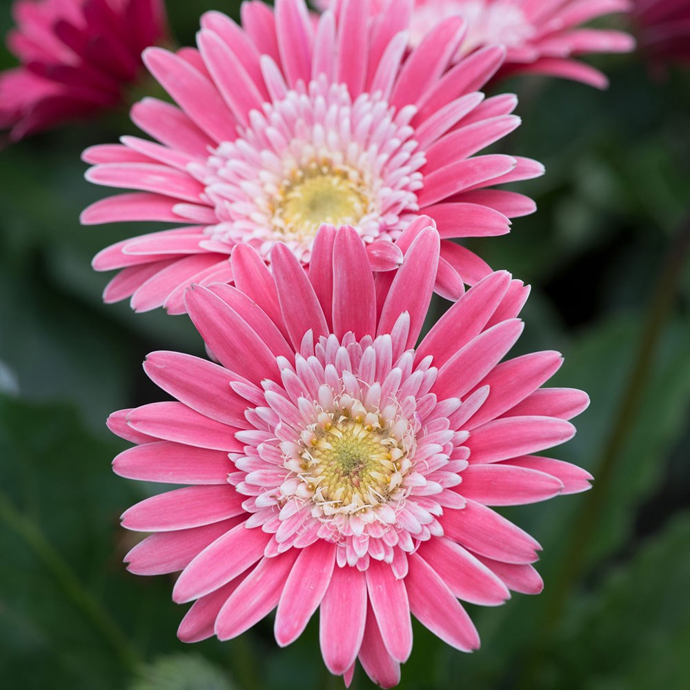 <i>Gerbera</i> <b class=small-caps>Garvinea Sweet Memories</b> ('Garsweetmemo') (Garvinea Sweet Series)