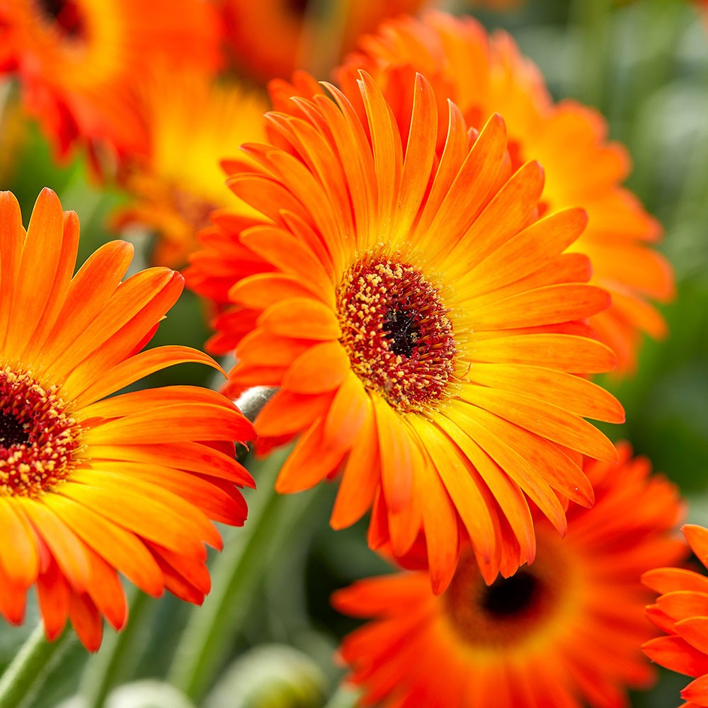 <i>Gerbera</i> <b class=small-caps>Sweet Sunset</b> (Garvinea Sweet Series)