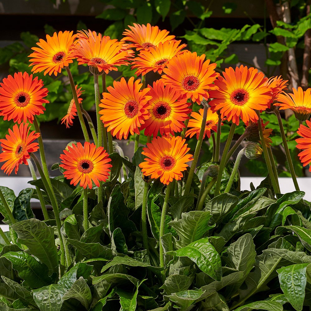 <i>Gerbera</i> <b class=small-caps>Sweet Sunset</b> (Garvinea Sweet Series)