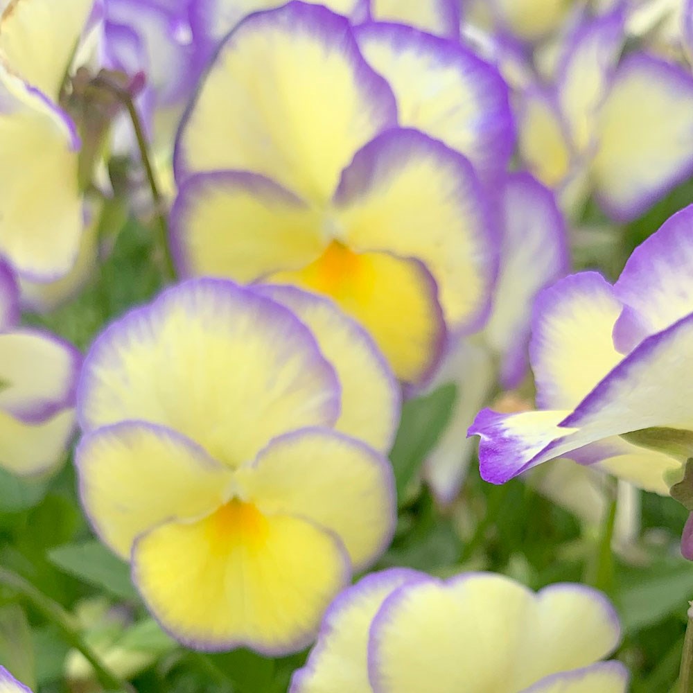 <i>Viola</i> 'Etain'
