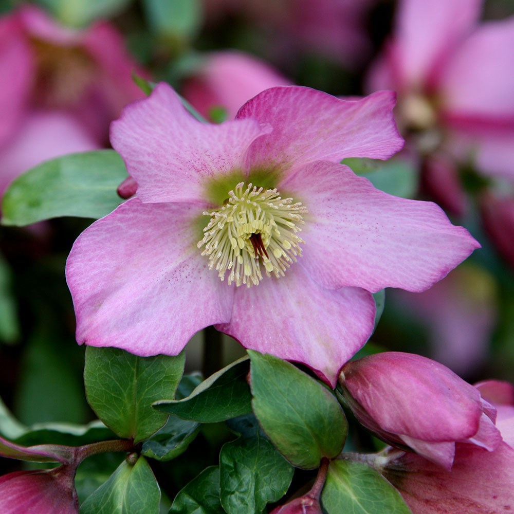 <i>Helleborus</i> <b class=small-caps>Walberton's Rosemary</b> ('Walhero') (PBR)