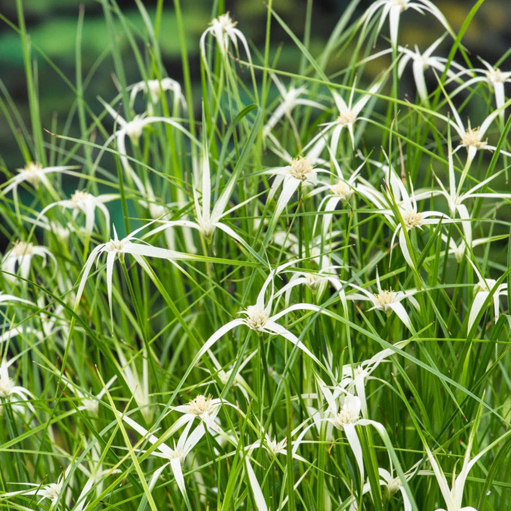 <i>Dichromena colorata</i> 