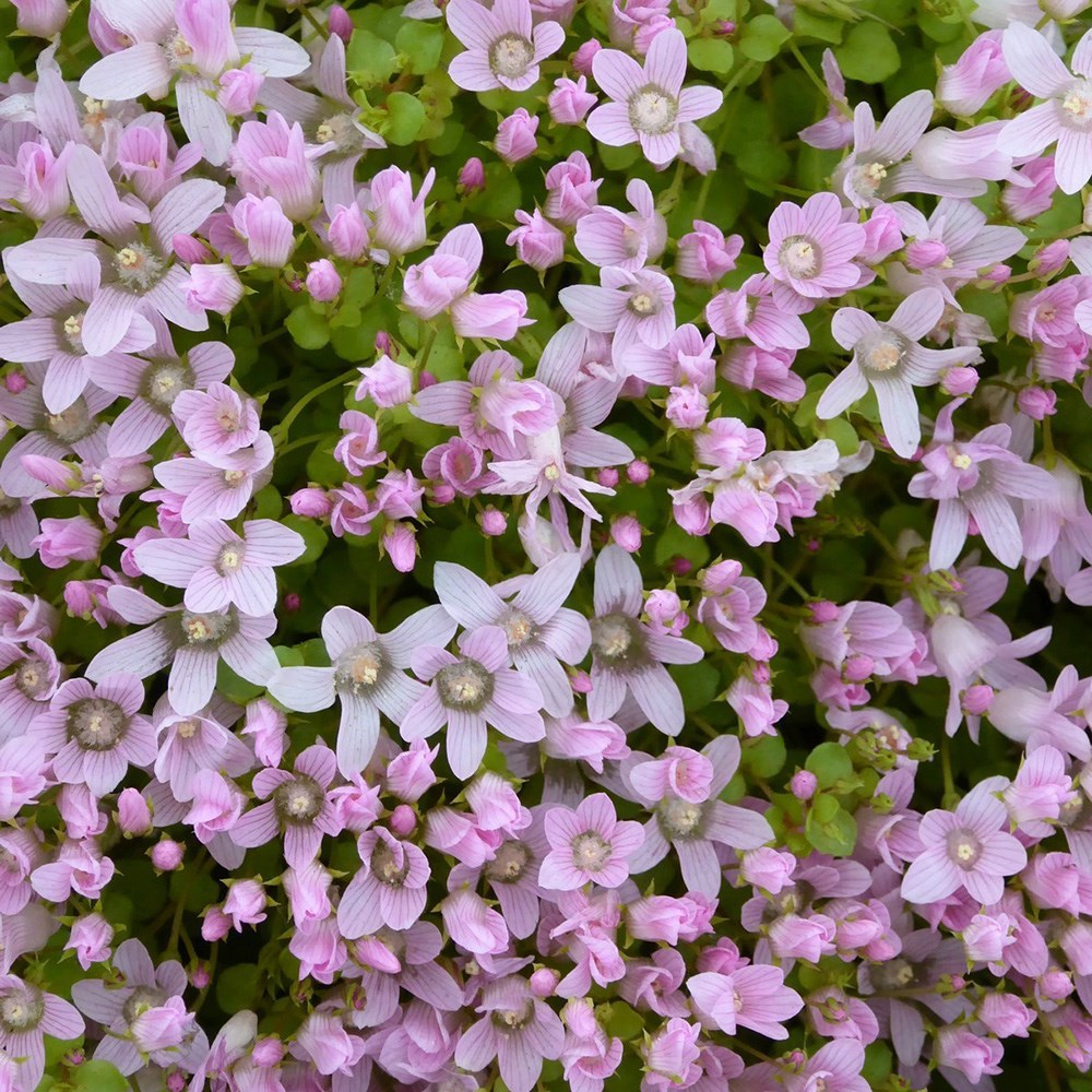 <i>Anagallis tenella</i> 