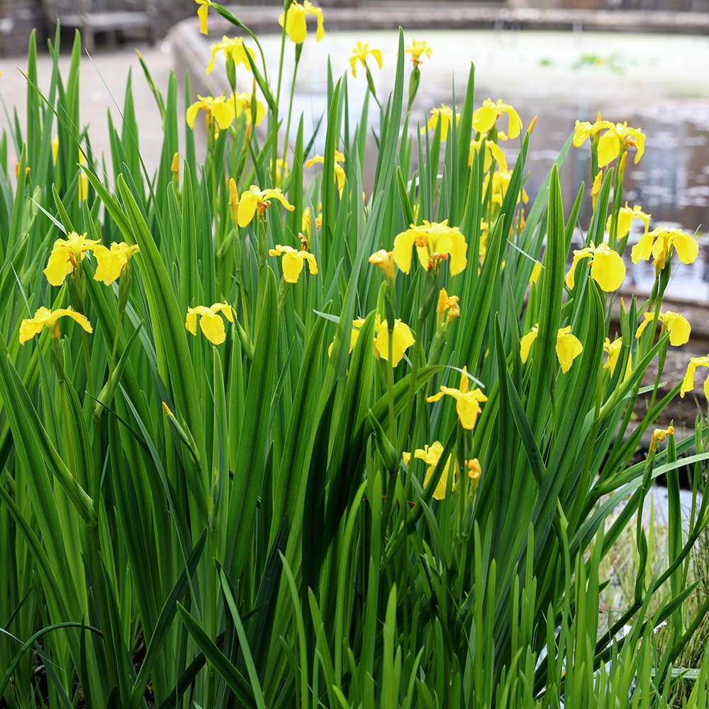 <i>Iris pseudacorus</i> 