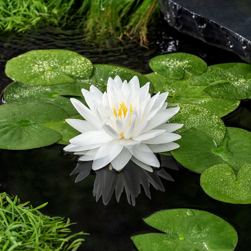 <i>Nymphaea</i> 'Gonnère'