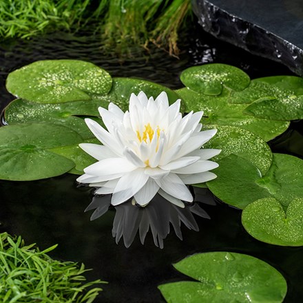 Nymphaea Gonnere