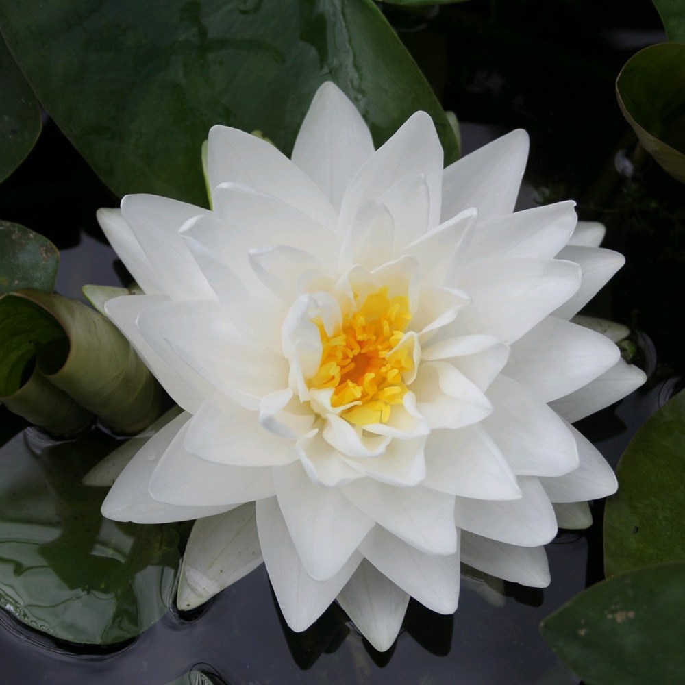 <i>Nymphaea</i> 'Gonnère'