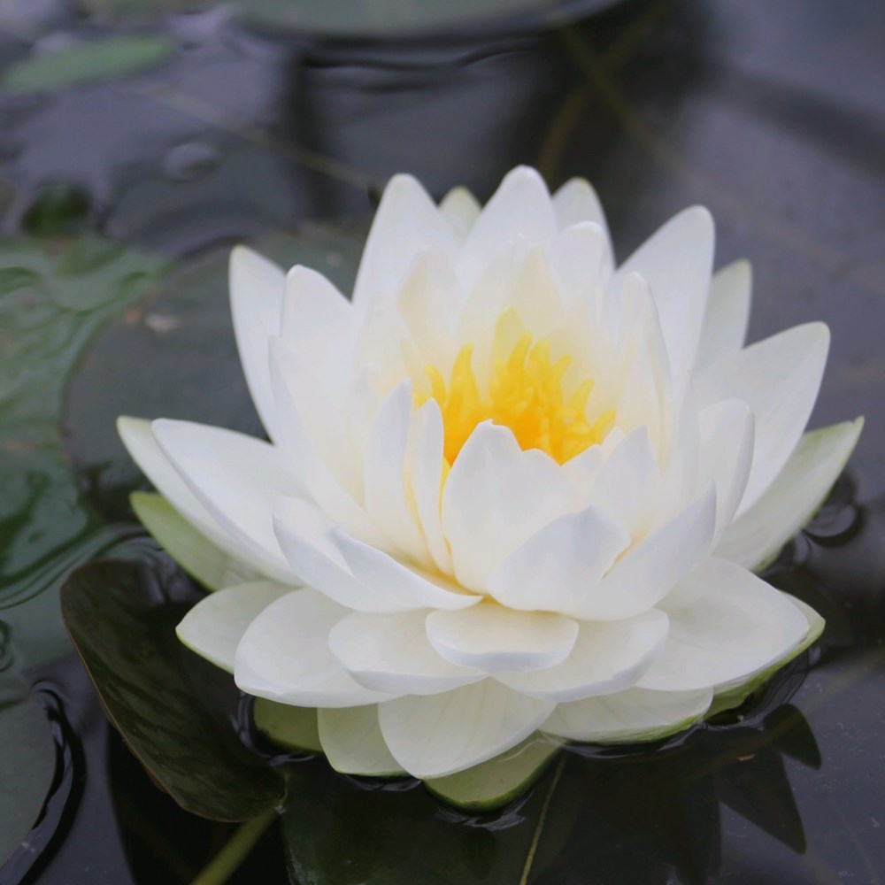 <i>Nymphaea</i> 'Gonnère'