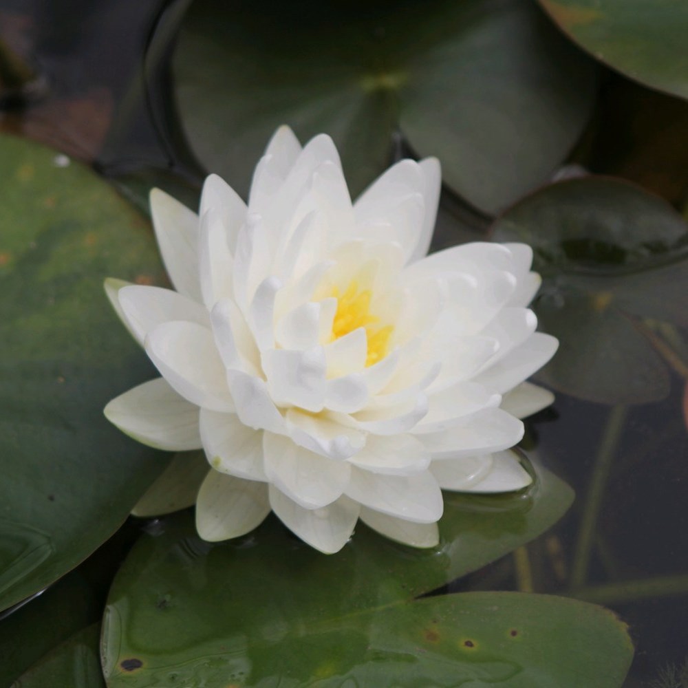<i>Nymphaea</i> 'Gonnère'