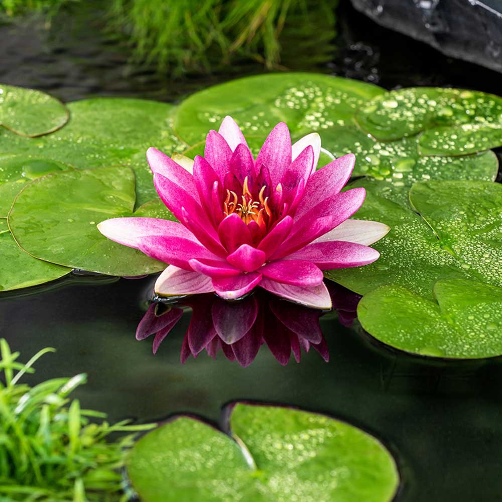 <i>Nymphaea</i> 'Escarboucle'