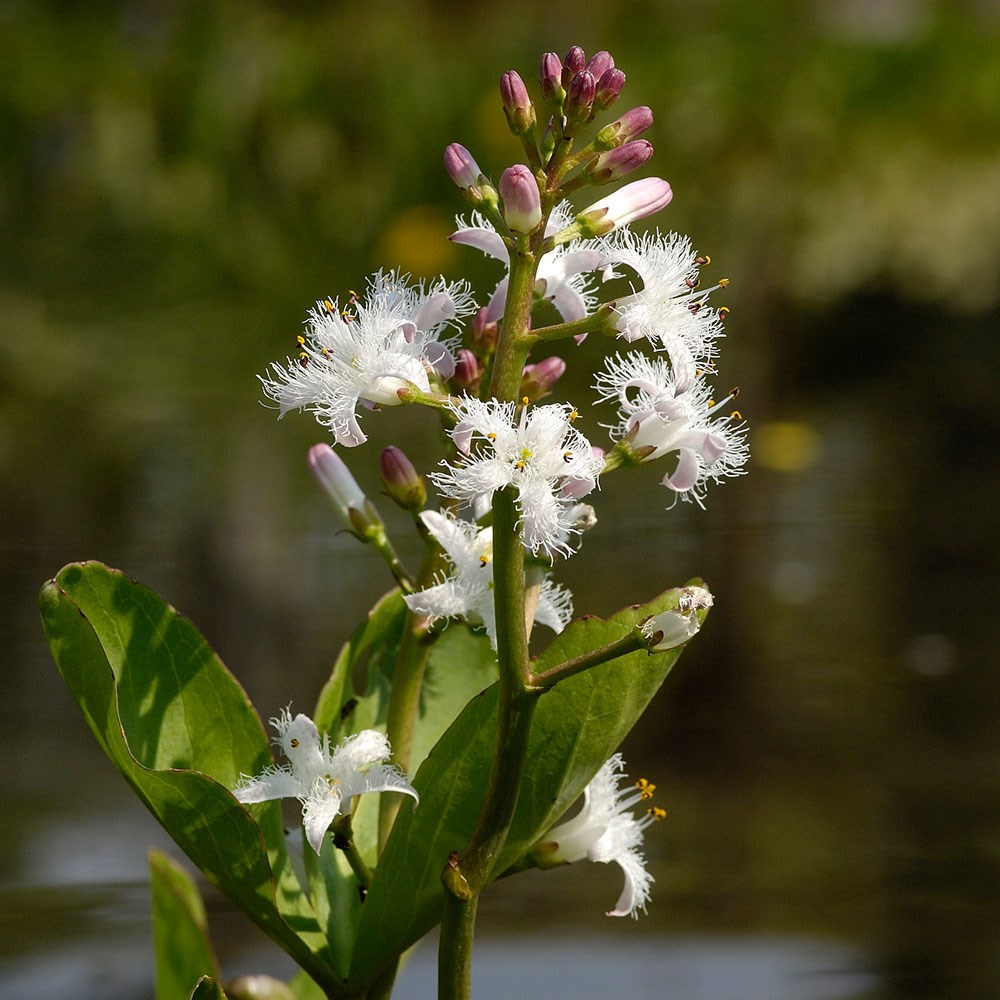<i>Menyanthes trifoliata</i> 